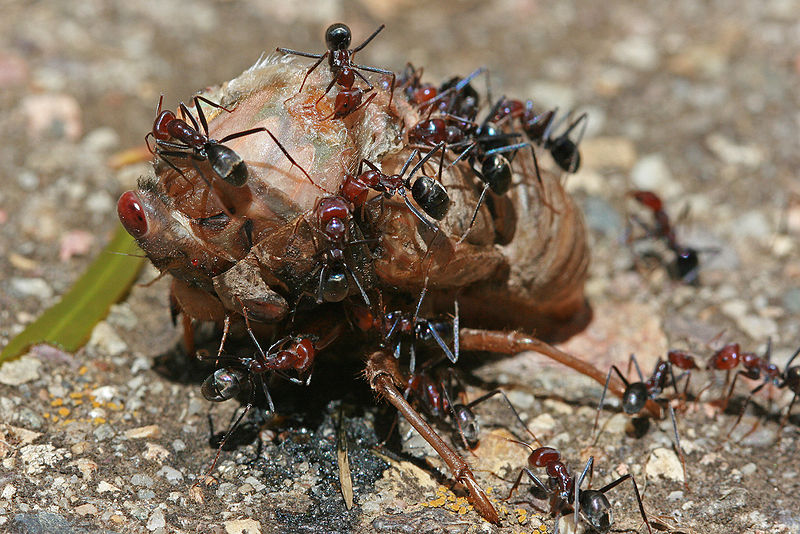 800px-Ants_eating_cicada,_jjron_22.11.2009