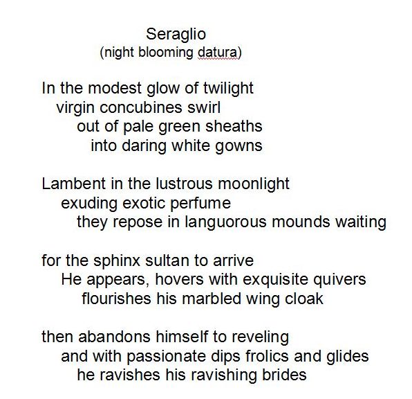 Seraglio2 by Judith Curtis