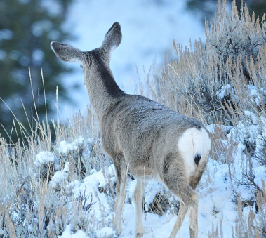 2020 July 12 mule deer doe in snow
